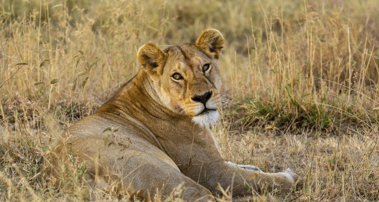 7-Day Uganda Big Five Wildlife Safari Experience