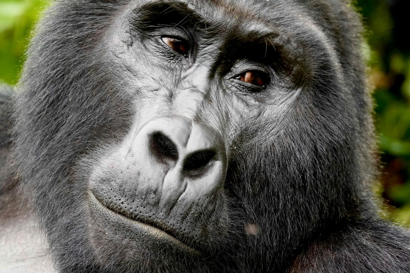 9-Day Uganda Wildlife Safari with Gorilla Trekking