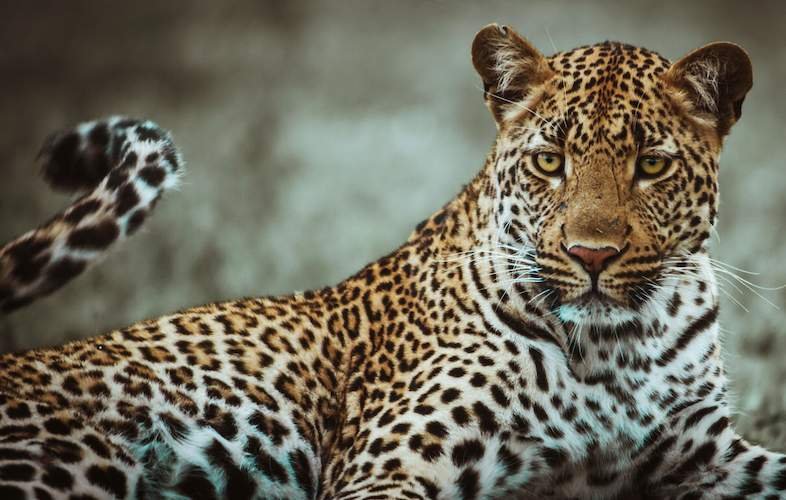10-Day Ultimate Uganda Big Five Wildlife Safari