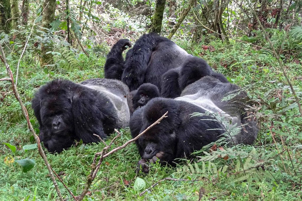 Gorilla and Wildlife Safari