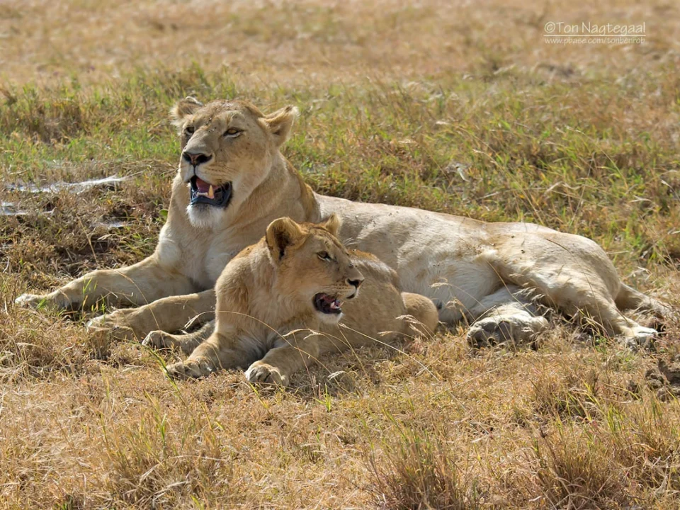 starting-uganda-safari-from-kenya-how-many-days-i-need