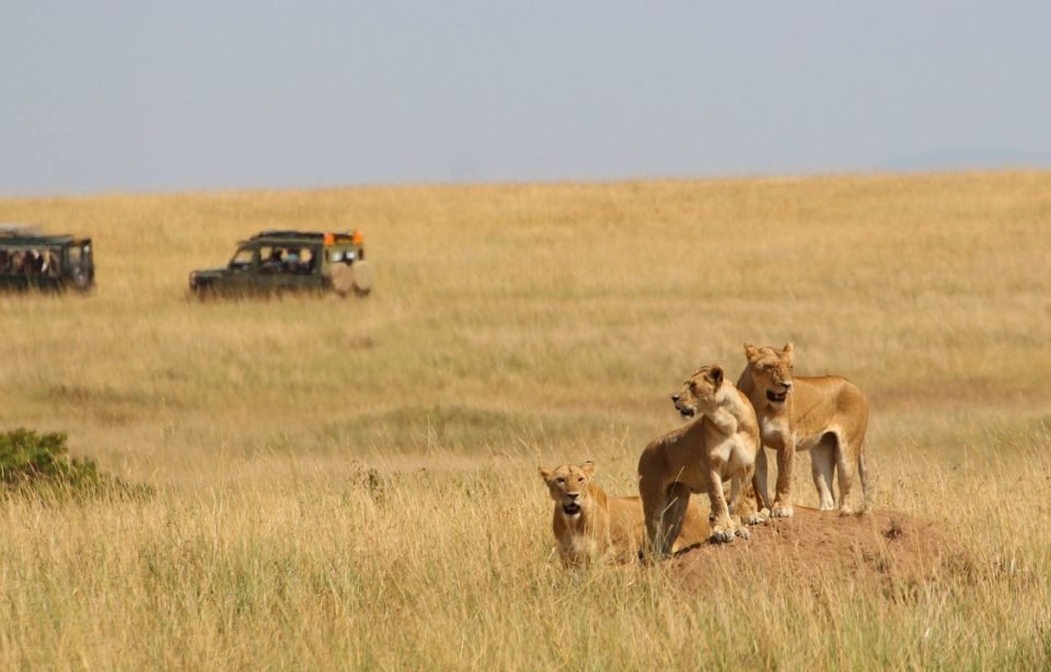 the-big-five-safari-odyssey-in-africa