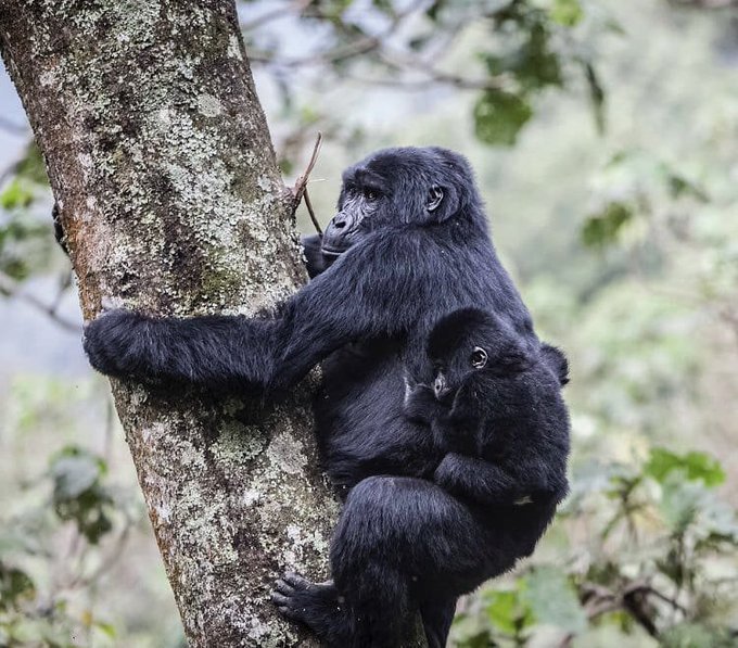 top-reasons-to-choose-uganda-for-gorilla-trekking