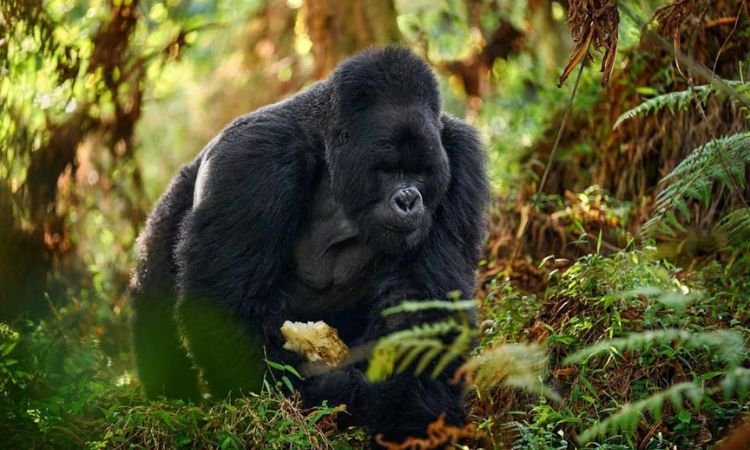 gorilla-habituation-experience-in-uganda-worth-it-or-not