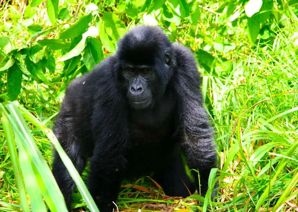 how-to-prepare-for-a-gorilla-safari-in-uganda