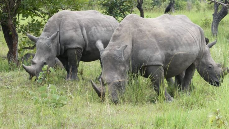 budget-big-five-safaris-in-uganda