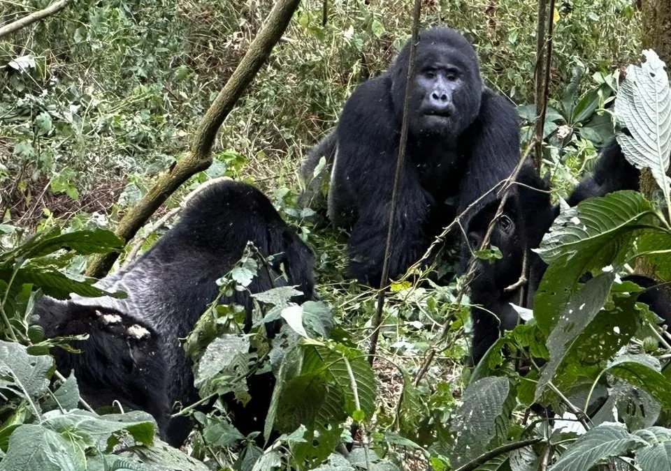 bwindi-gorilla-trekking-experience-what-its-really-like