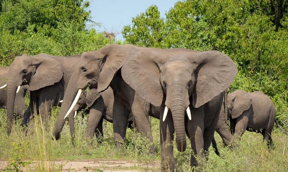 what-are-the-chances-to-see-big-five-in-uganda