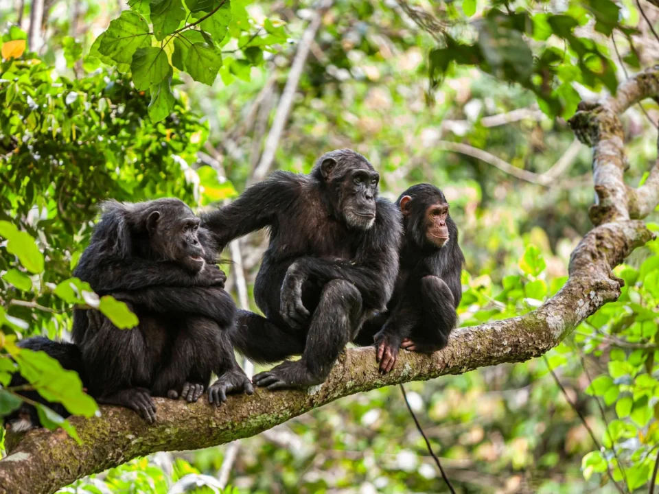 best-places-for-chimpanzee-tracking-in-uganda