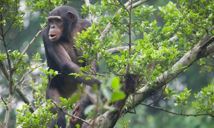 forest-walks-with-chimpanzees