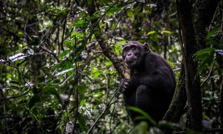 how-to-plan-chimps-tracking-in-uganda