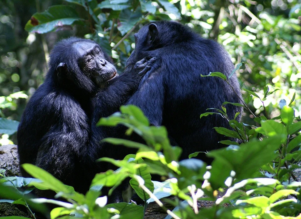 top-tips-for-chimpanzee-tracking-in-kibale-national-park