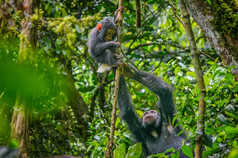 comparing-kibale-and-kalinzu-forest-for-chimps-tracking