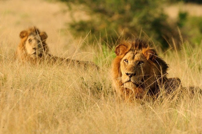 best-national-parks-for-big-five-safaris-in-uganda
