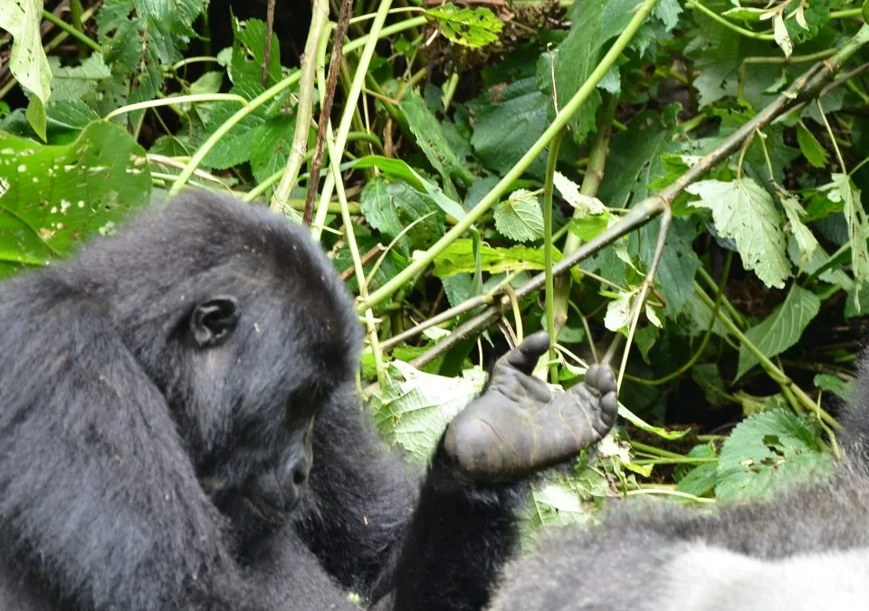 the-african-adventure-safari-with-gorillas