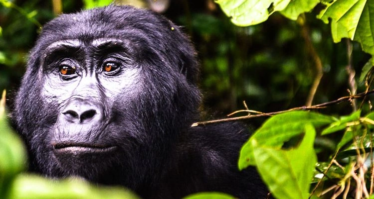 best-time-for-gorilla-trekking-in-uganda-month-by-month-guide