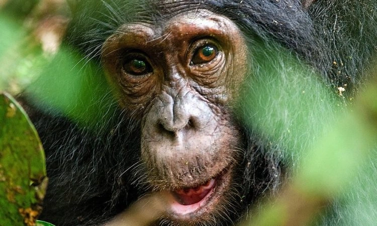 how-are-the-chances-of-seeing-chimps-in-kibale-national-park