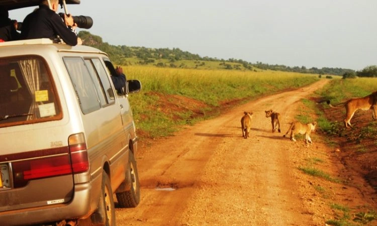 how-long-do-i-need-for-uganda-safari
