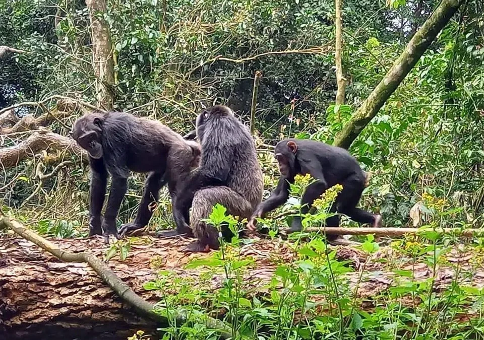 into-the-forest-chimpanzee-encounters