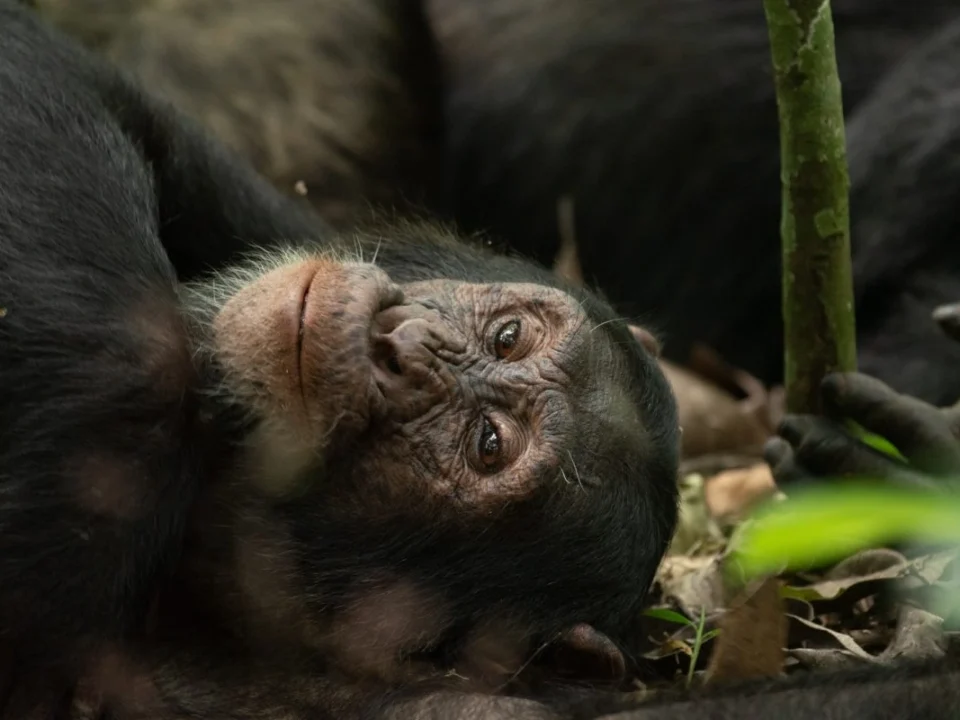 chimpanzee-safari-experience-in-uganda-vs-rwanda