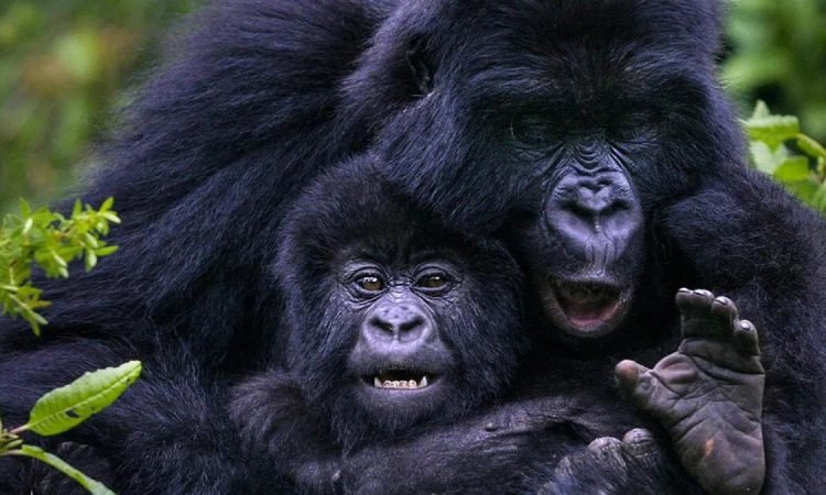 budget-gorilla-trekking-in-uganda-costs-tips-savings
