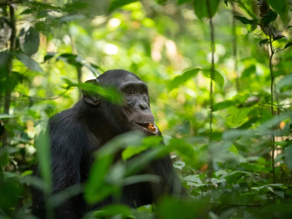 best-time-to-do-chimpanzee-tracking-in-uganda