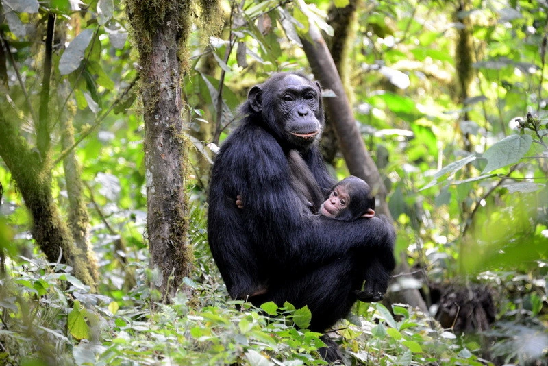 chimps-tracking-in-uganda-vs-rwanda
