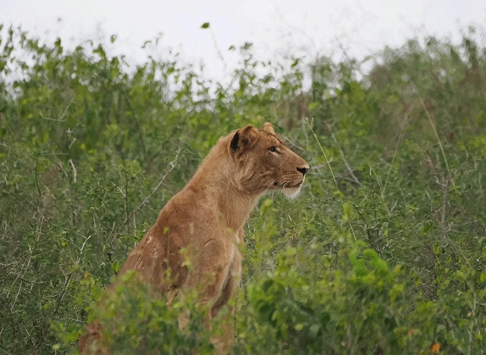 7-day-uganda-big-five-wildlife-safari-experience