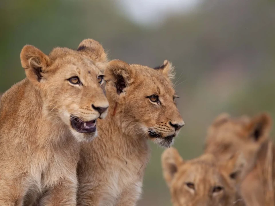 big-five-safari-in-uganda-vs-kenya-tanzania